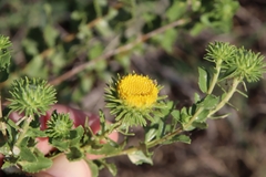 Grindelia nuda