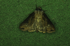 Agrotis venerabilis