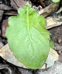 Youngia