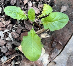Youngia