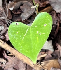 Dichondra carolinensis