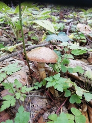 Suillus viscidus