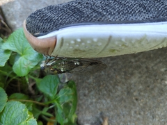 Neotibicen pruinosus