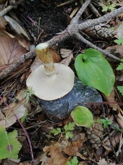 Suillus viscidus