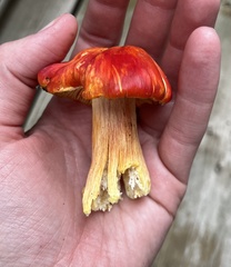 Hygrocybe punicea