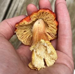 Hygrocybe punicea