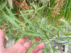 Artemisia douglasiana