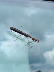 Mantodea