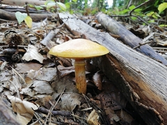Suillus grevillei