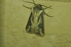 Agrotis venerabilis
