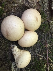 Apioperdon pyriforme