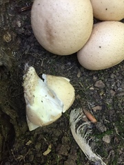 Apioperdon pyriforme