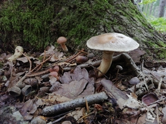 Suillus viscidus