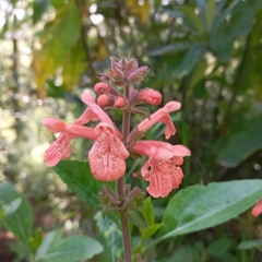 Stachys coccinea