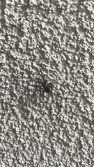 Steatoda grossa