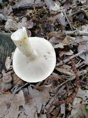 Suillus viscidus