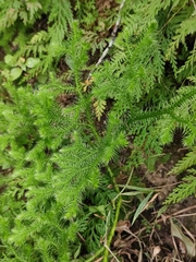 Lycopodium japonicum