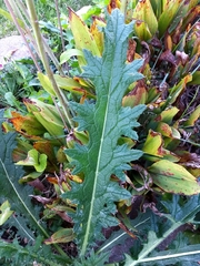 Cirsium vulgare