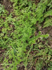 Lycopodium japonicum