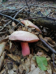 Rubroboletus