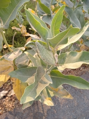 Asclepias speciosa