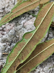 Coniogramme intermedia