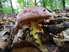 Butyriboletus regius