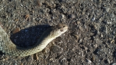 Malpolon monspessulanus