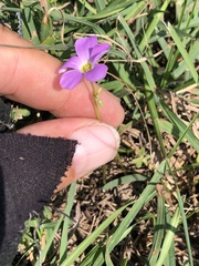 Oxalis violacea