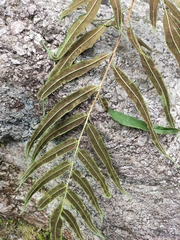 Coniogramme intermedia