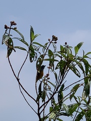 Dicaeum trigonostigma