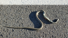 Malpolon monspessulanus