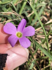 Oxalis violacea