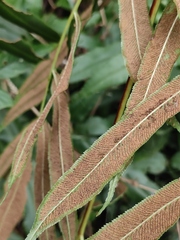 Coniogramme intermedia