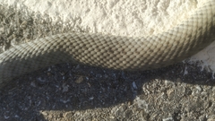 Malpolon monspessulanus