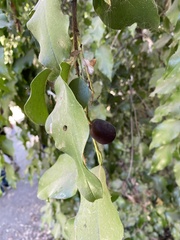 Prunus ilicifolia