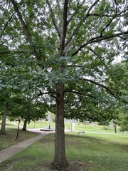 Quercus alba