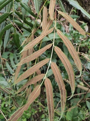 Coniogramme intermedia