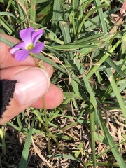 Oxalis violacea