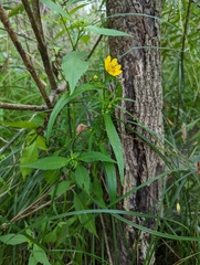 Bidens polylepis