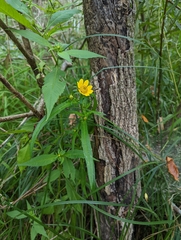 Bidens polylepis
