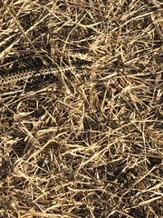 Pituophis catenifer catenifer