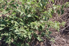 Abutilon abutiloides