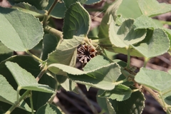 Abutilon abutiloides