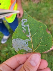 Phyllocnistis populiella