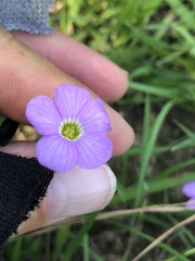 Oxalis violacea