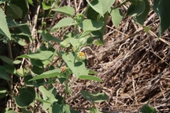Abutilon abutiloides