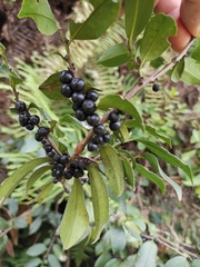 Eurya japonica