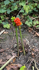 Arum maculatum