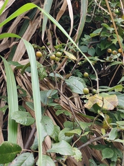 Rosa rubus